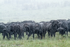 buffle d'Afrique / african buffalo