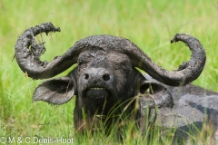 buffle d'Afrique / african buffalo