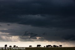 éléphant d'Afrique / african elephant