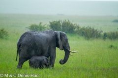 African elephant