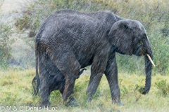 éléphant d'Afrique / african elephant