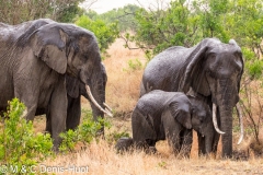 éléphant d'Afrique / african elephant