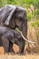 african elephant