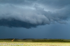 girafe Masai / Masai giraffe