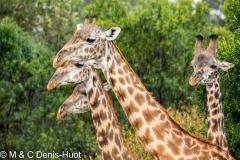 girafe Masai / Masai giraffe