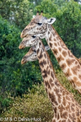 girafe Masai / Masai giraffe