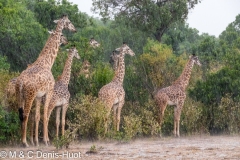 girafe Masai / Masai giraffe