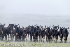 Migration des gnous / Wildebeest migration