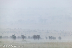 Migration des gnous / Wildebeest migration