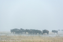 Migration des gnous / Wildebeest migration