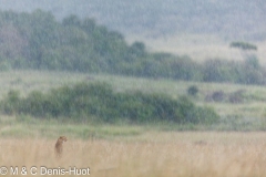 guepard / cheetah