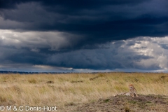 guepard / cheetah