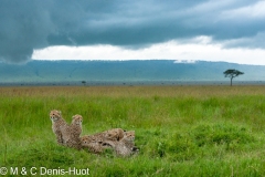 guepard / cheetah