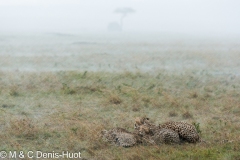 guepard / cheetah