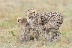 guepard / cheetah