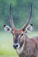 Waterbuck