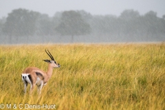 gazelle de Thomson / Thomson's gazelle