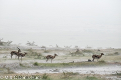 gazelle de Thomson / Thomson's gazelle