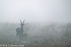 gazelle de Grant / Grant's gazella