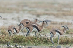 gazelle de Thomson / Thomson's gazelle