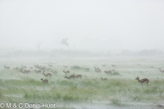 gazelle de Thomson / Thomson's gazelle