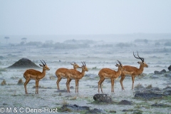 impala