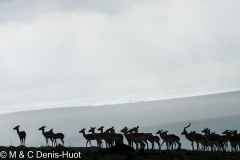 impala