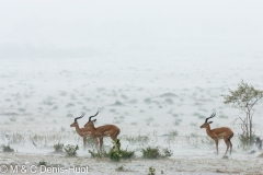 impala