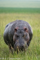 hippopotamus