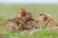 lion mâle / male lion