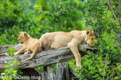 lionceau / lion cub