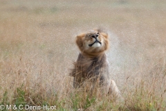 lion mâle / male lion