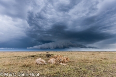 lion mâle / male lion