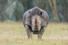 rhinocéros blanc / white rhino