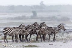 zèbre de Grant / Grant's zebra