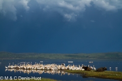 pélican blanc / white pelican