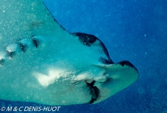 raie léopard / spotted eagle ray