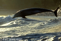 dauphin à gros nez / bottlenosed dolphin