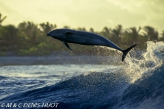 dauphin à gros nez / bottlenosed dolphin