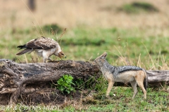 aigle des steppes / tawny eagle