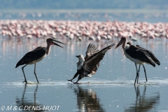 marabout et aigke pêcheur / marabou stork and fish eagle