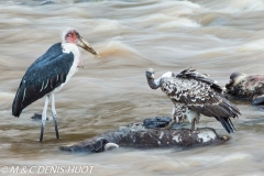 vautour et marabout / vulture and marabou stork