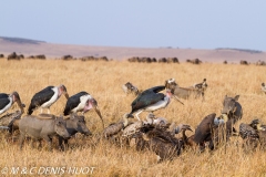 vautours et marabouts / vultures and marabou storks