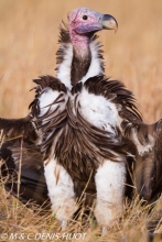 vautour oricou / lappet-faced vulture