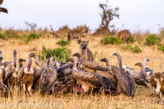 hyène et vautours / hyena and vultures