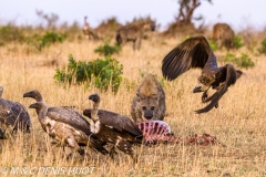hyène et vautours / hyena and vultures