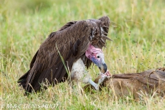 vautour oricou / lappet-faced vulture