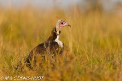 vautour charognard / hooded vulture