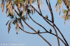 vautour africain / white-backed Vulture