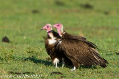 vautour charognard / hooded vulture